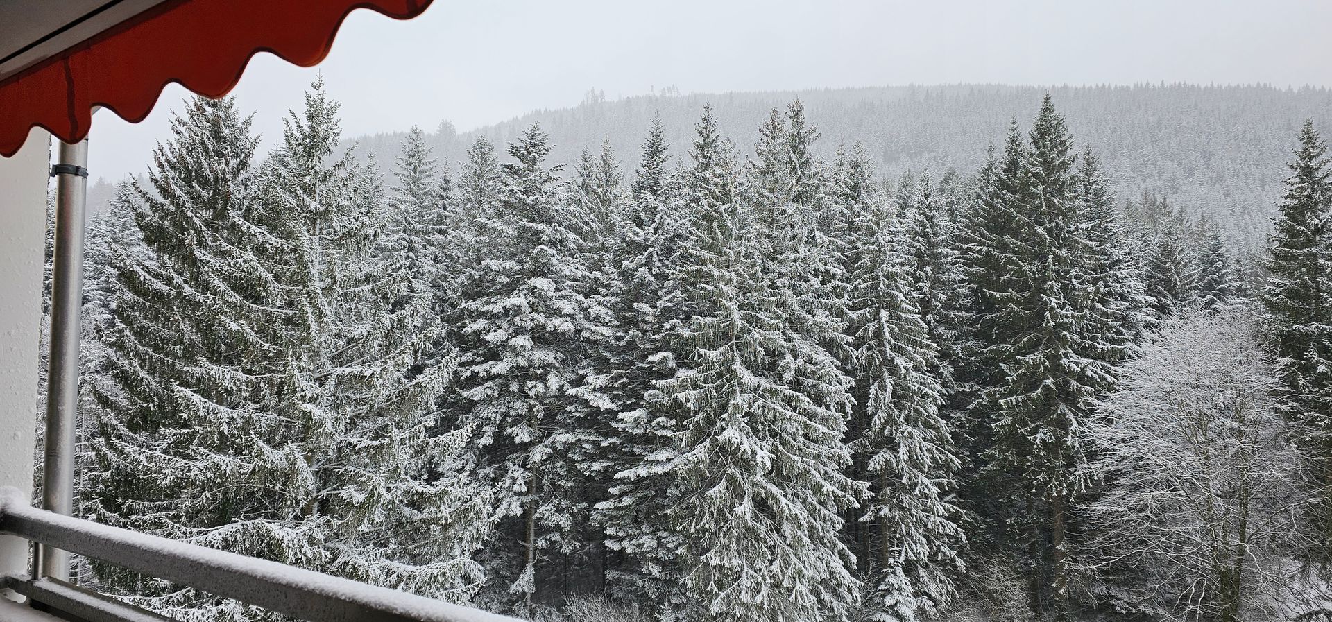 Dichte, verschneite Tannen im Winterwald bei Baiersbronn
