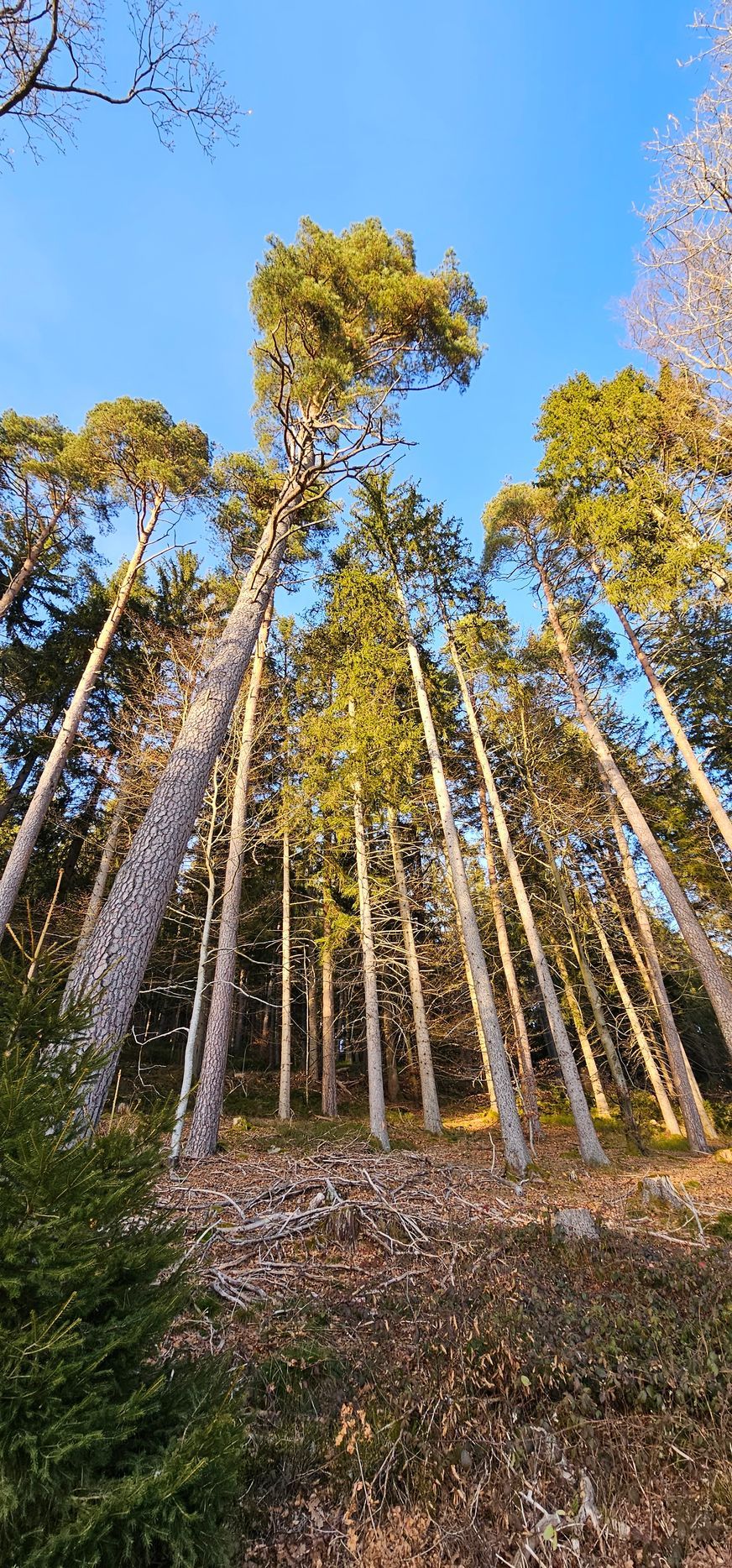 Schlanke Tannen mit Sonnenlicht im Schwarzwald, Waldweg führt durch hohe Bäume
