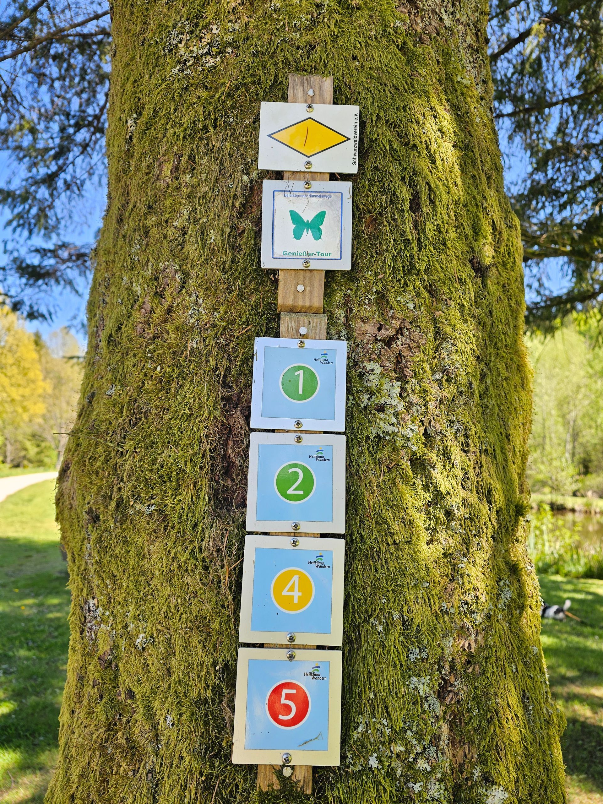 Baumstamm mit Wegemarkierungen am Wanderweg im  Kurpark Obertal, Schwarzwald