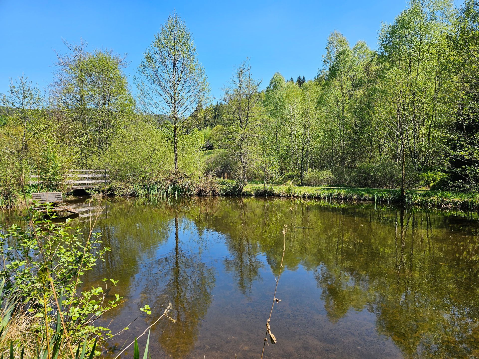 Spiegelnder Waldsee im Schwarzwald, umrahmt von grüner Vegetation