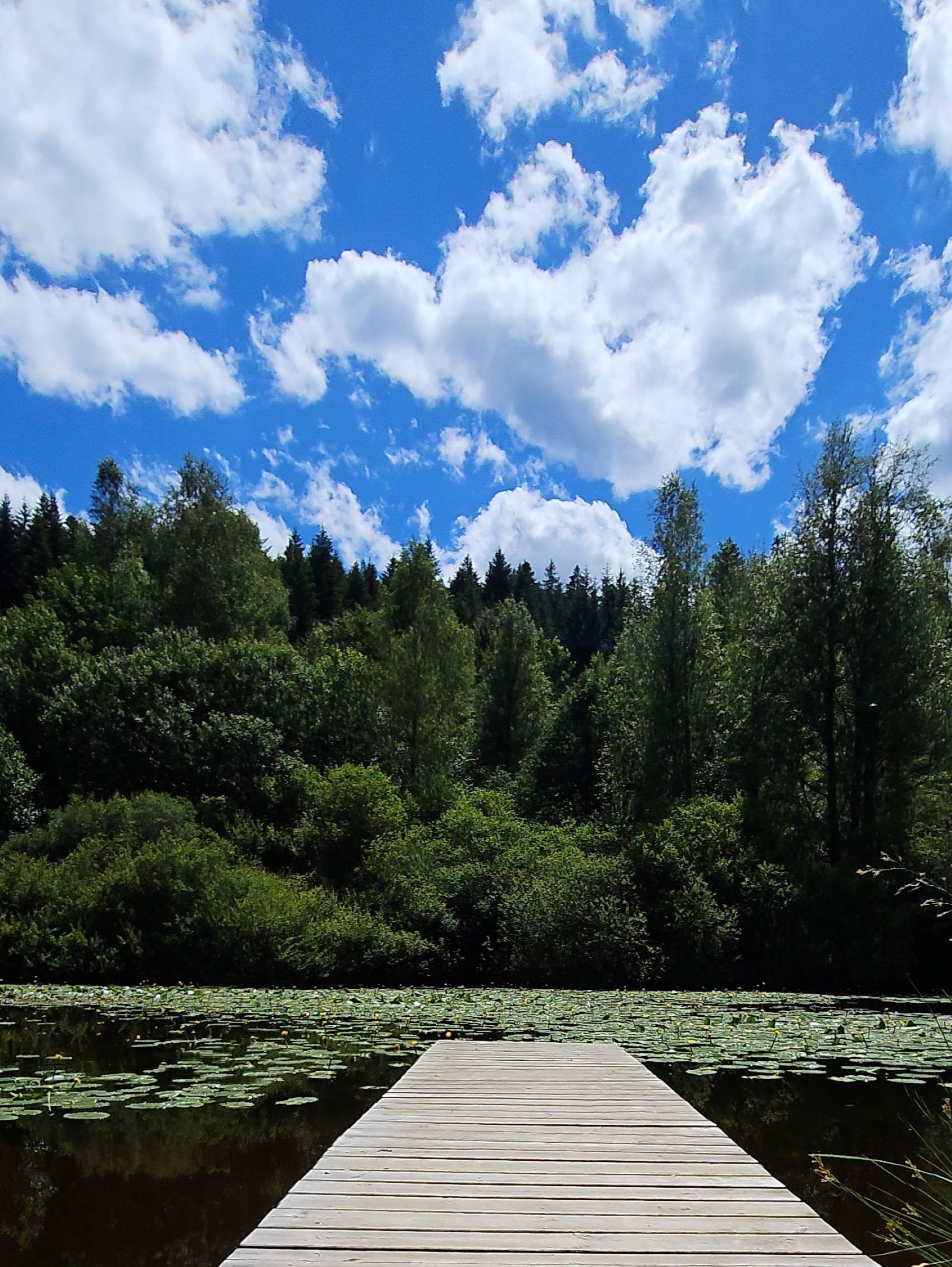 Holzsteg am kleinen See im Kurpark Obertal bei Baiersbronn mit Seerosen und Waldkulisse