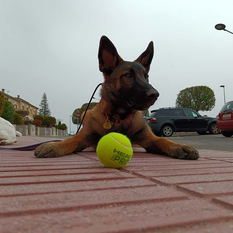 Un cachorro de pastor belga malinois de color canela tumbado en la acera, con las patas extendidas, con una pelota de tenis.