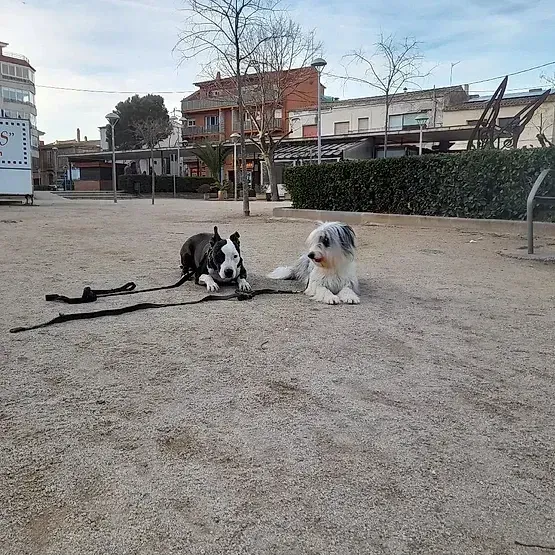 Dos perros tumbados sobre la grava en un parque. Uno es blanco y negro, el otro blanco y gris. Edificios al fondo.