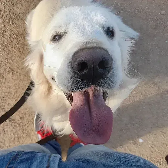 Golden retriever con la lengua rosada jadeando, mirando hacia la cámara.