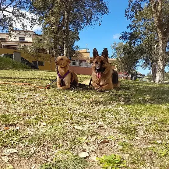 Dos perros tumbados uno al lado del otro en la hierba: un golden terrier y un pastor alemán. Un día soleado y radiante.