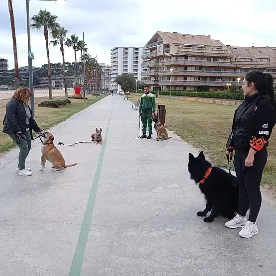 Personas entrenando perros en un sendero pavimentado cerca de una playa; varios perros con correa, palmeras y edificios al fondo.
