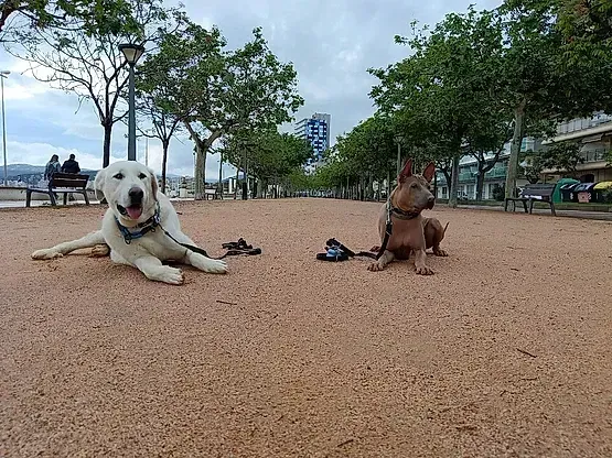 Dos perros en un sendero arenoso: un perro blanco tumbado y un perro marrón sentado; árboles y un paisaje urbano al fondo.