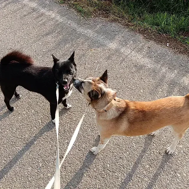 Dos perros, uno negro y otro marrón, se tocan las narices en un sendero pavimentado al aire libre.