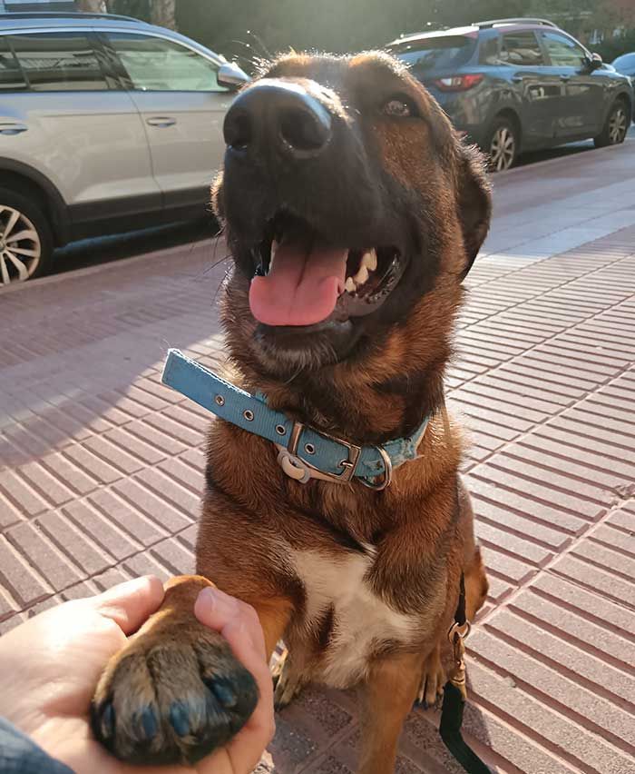 Perro marrón dando la pata. Lleva un collar azul y tiene una expresión alegre. Al aire libre.