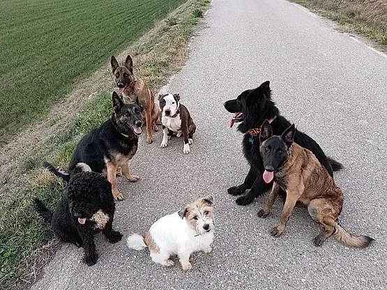 Siete perros de distintas razas en un sendero pavimentado al aire libre; algunos sentados, otros de pie.