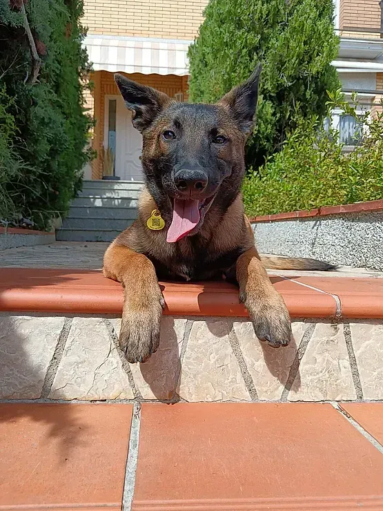 Un perro pastor belga malinois con la lengua fuera, descansando sobre un escalón de ladrillo, frente a una casa.