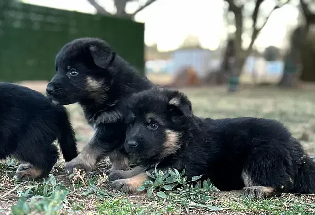 Tres cachorros de pastor alemán negros y fuego sobre el césped, uno sentado, los otros de pie mirando.