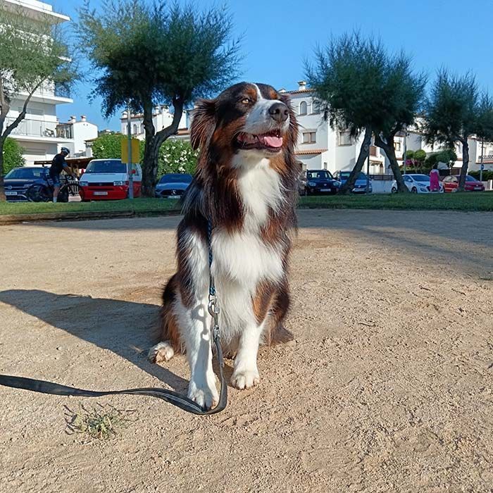 Perro marrón y blanco sentado en la tierra, con la correa delante. Árboles y coches al fondo.