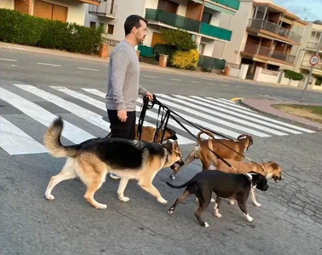 Hombre paseando a cuatro perros por un paso de peatones en un día soleado.