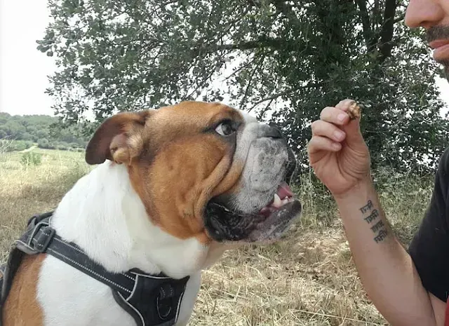 Un bulldog inglés mira una golosina que sostiene una persona al aire libre.