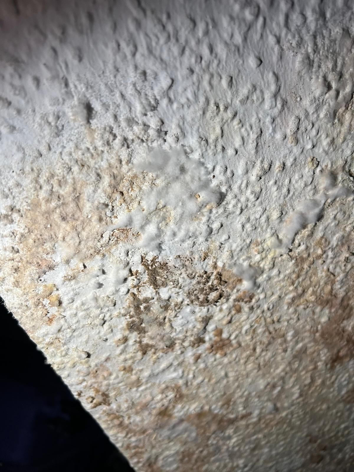 Weiße und hellbraune strukturierte Oberfläche mit hellen Wuchsbüscheln. Dunkler Schatten in der unteren linken Ecke.