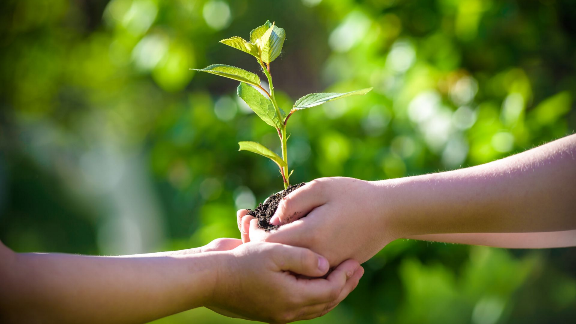 Des mains tenant un jeune plant avec de la terre, sur un fond vert flou.