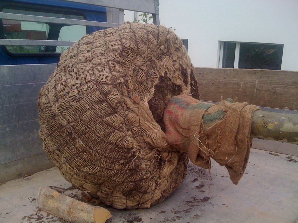 Gartenunterhalt - Fritz Fischer Gartenbau GmbH - Bremgarten AG