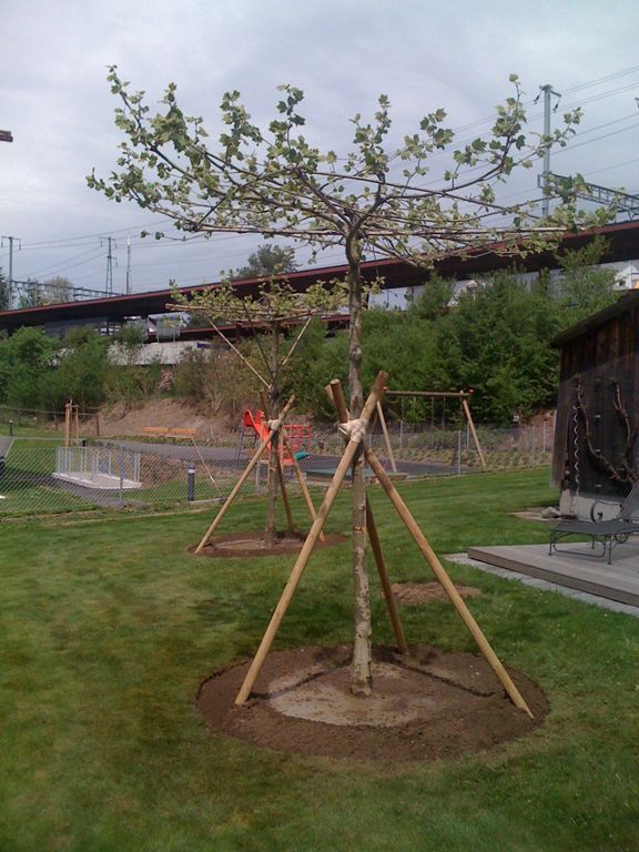 Baumpflege - Fritz Fischer Gartenbau GmbH - Bremgarten AG