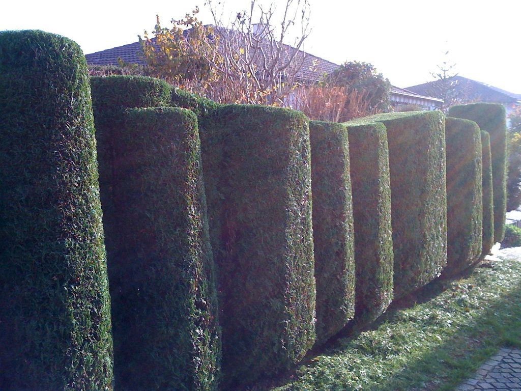 Hecken schneiden formen - Fritz Fischer Gartenbau GmbH - Bremgarten AG