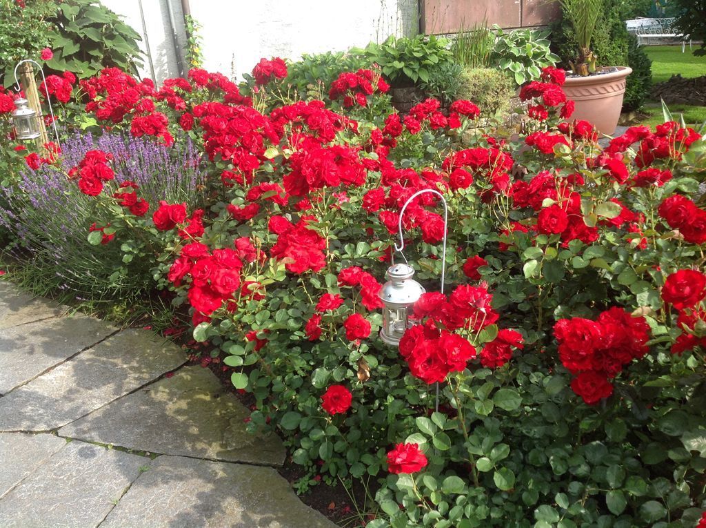 Rosenpflege - Fritz Fischer Gartenbau GmbH - Bremgarten AG