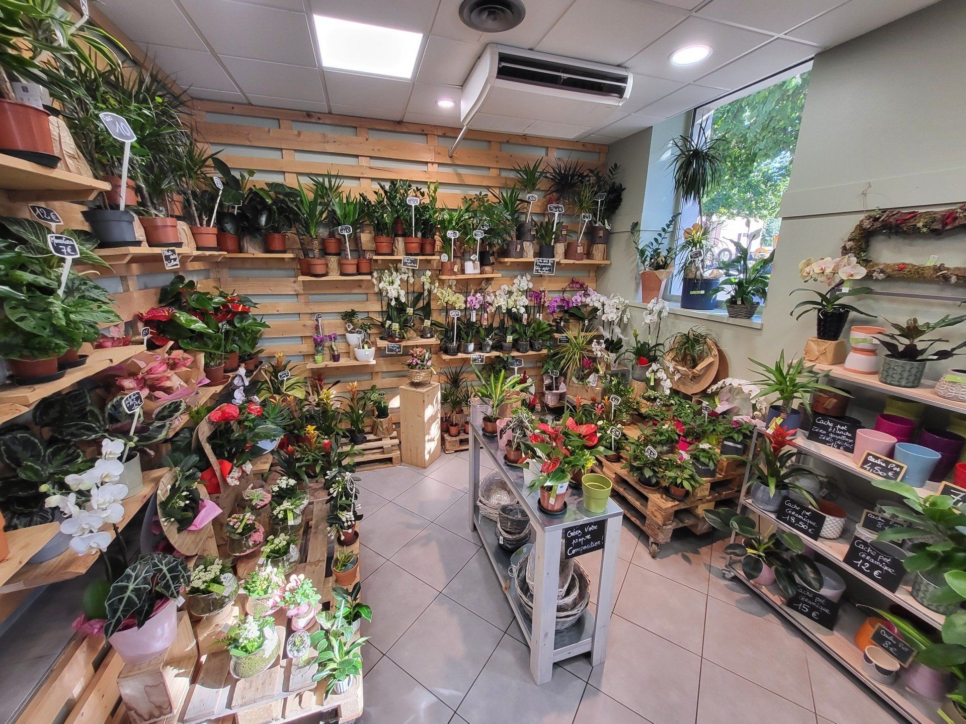 Plantes en pot du magasin