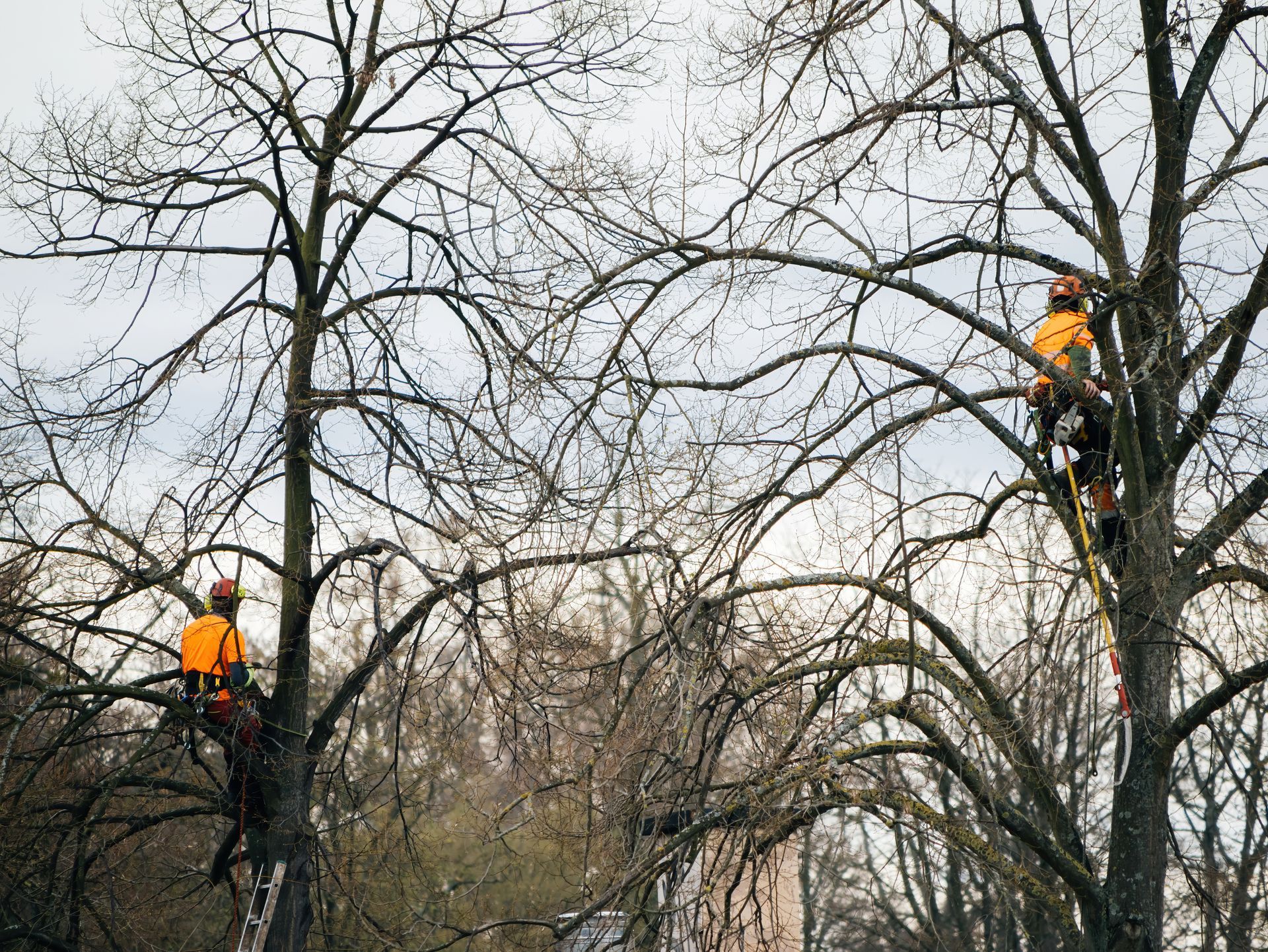 Deux élagueurs assis sur une branche