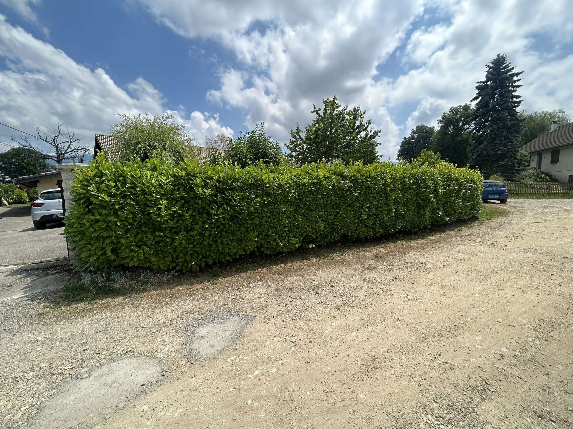 Haie pas taillée