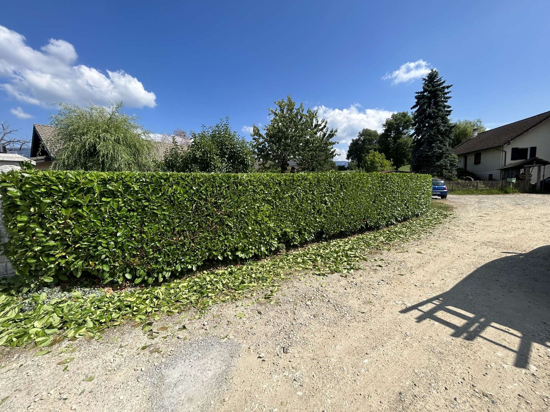 Haie bien taillée