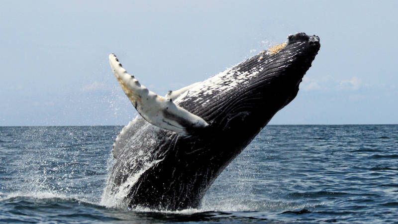 Uma baleia jubarte está saltando do oceano.