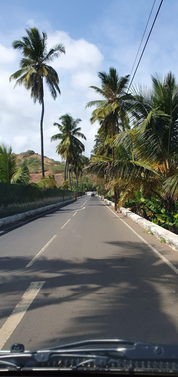 Um carro passa por uma estrada com palmeiras dos dois lados.