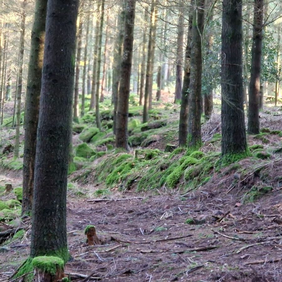Parc forestier