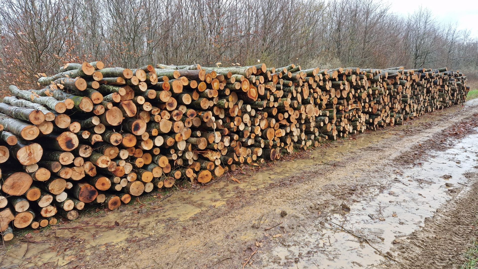 Tas de bois à l'extérieur