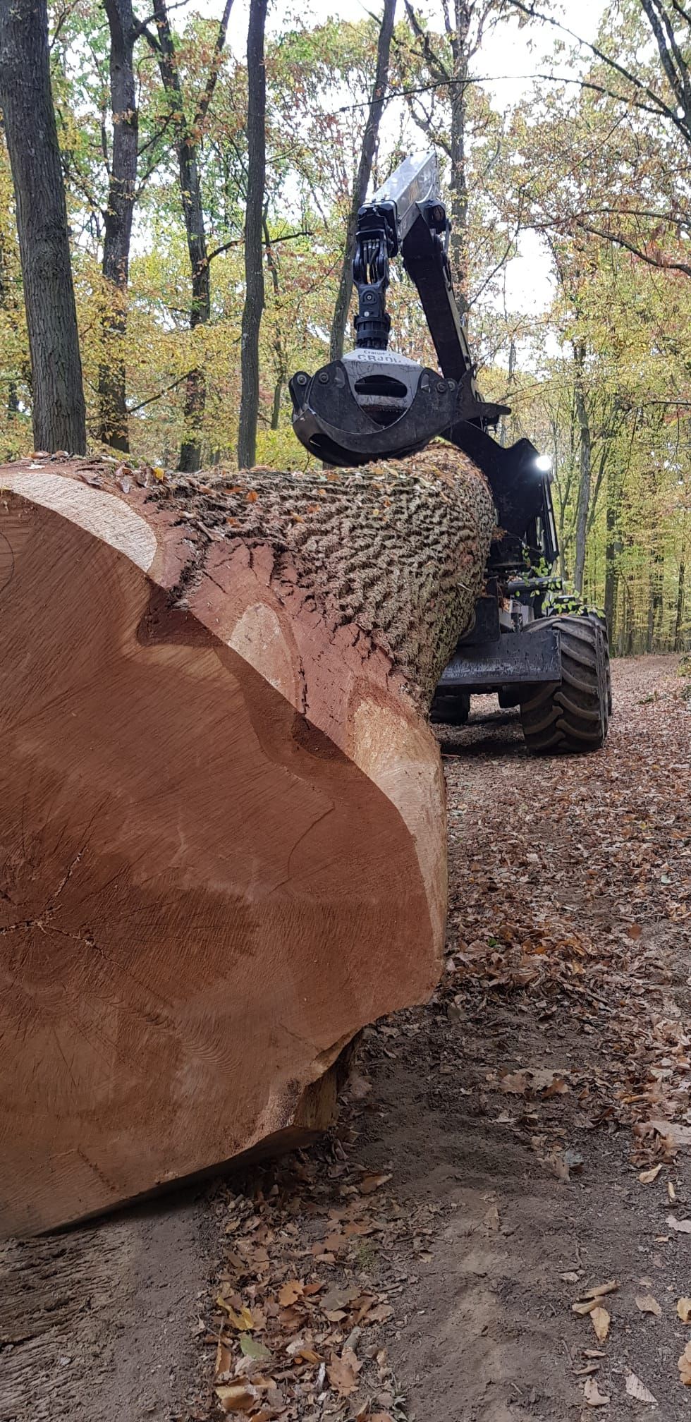 Arbre coupé pour revente