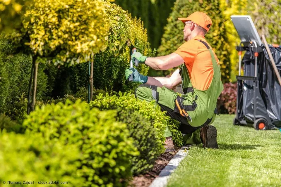 Ein Gärtner stutzt in einem sonnigen Garten mit einem Heckenschneider die Hecke; ein Rasenmäher steht daneben.