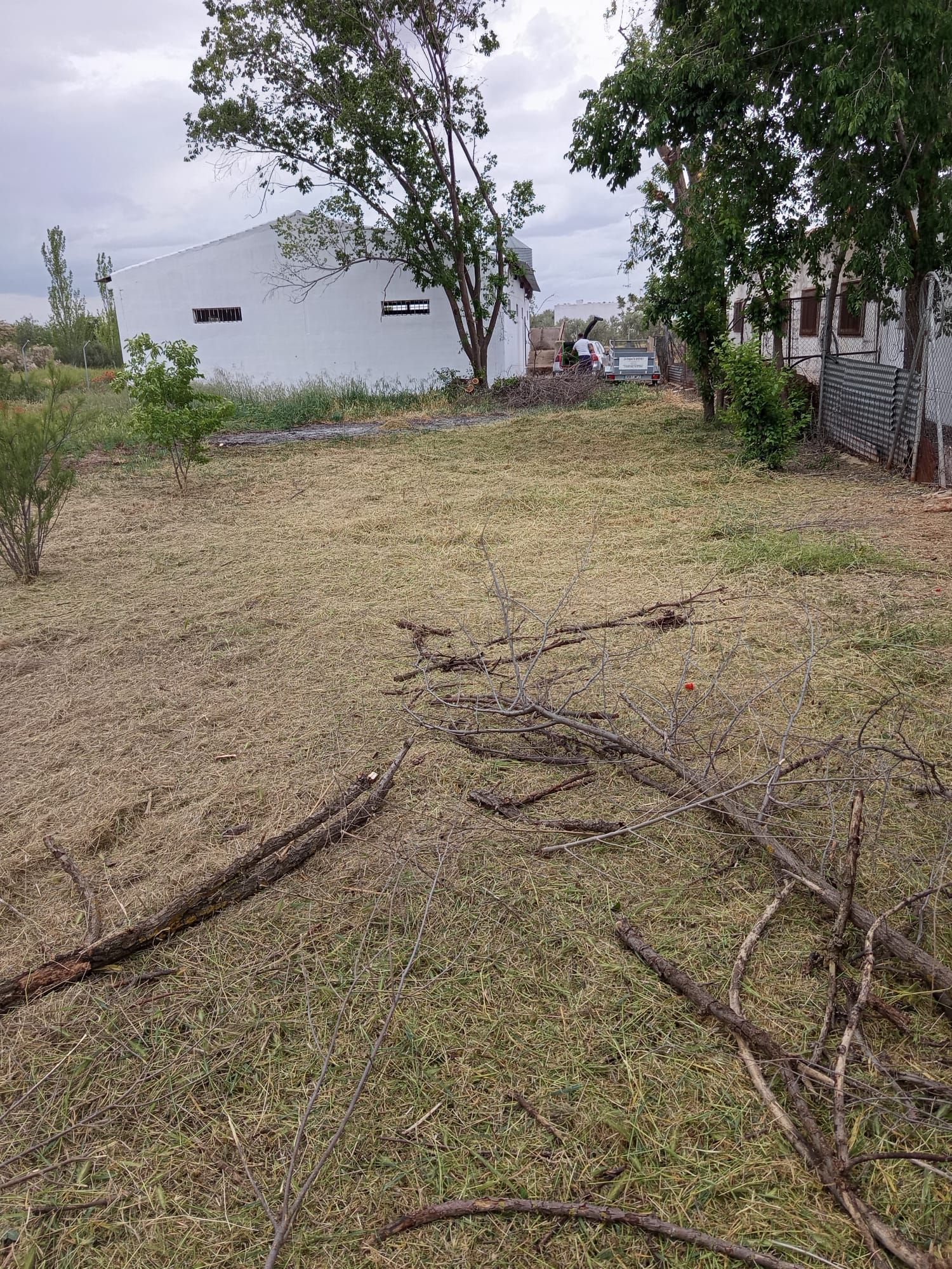 Un patio seco cubierto de hierba, con ramas dispersas, árboles y un edificio blanco al fondo.