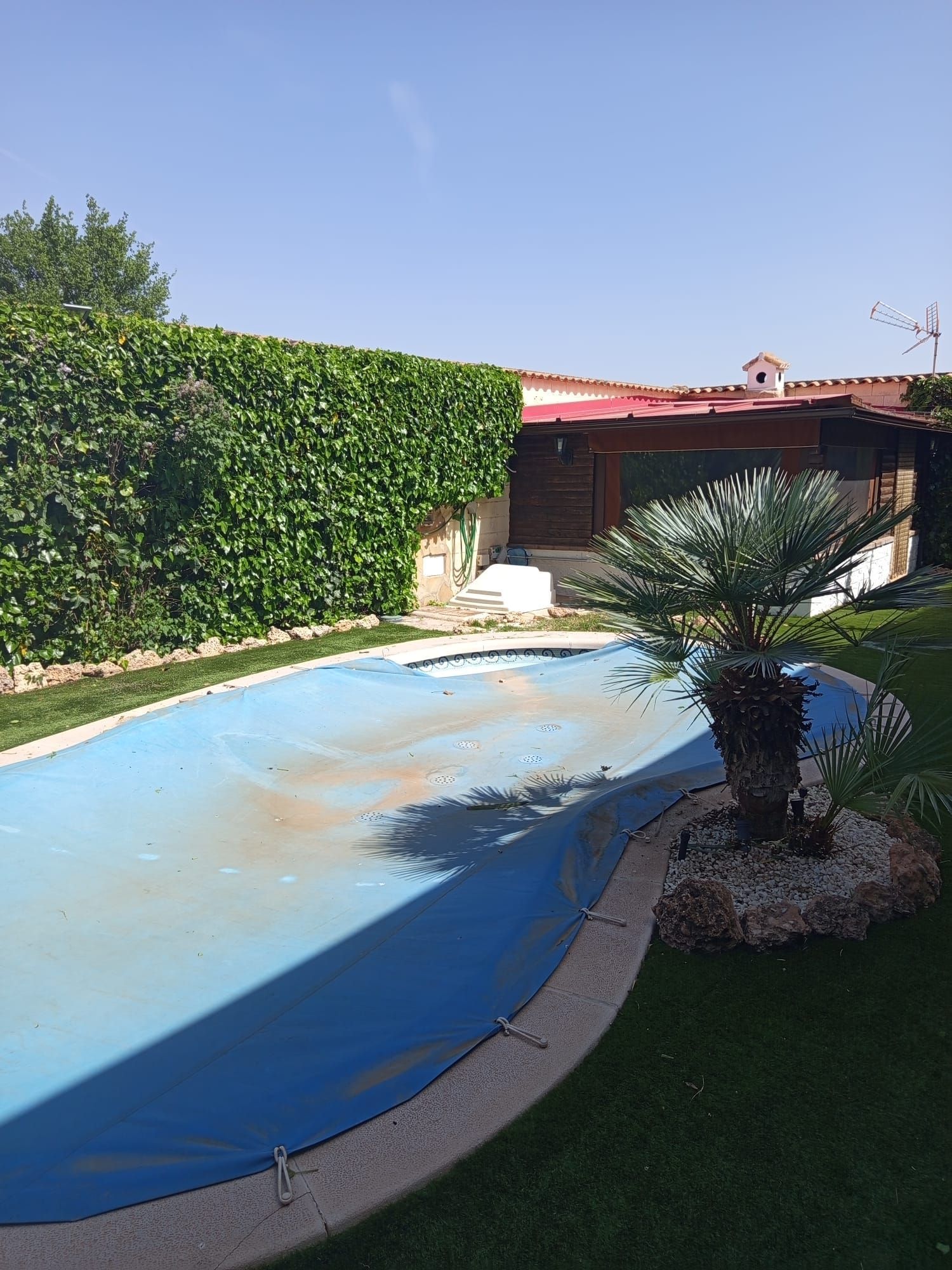 Piscina en el patio trasero con cubierta azul, cerca de seto y una pequeña palmera junto a una casa.