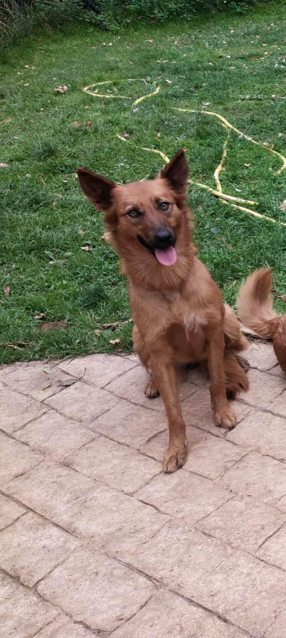 Un perro de tamaño mediano, de color marrón claro, está sentado en un patio, mirando a la cámara con la lengua fuera