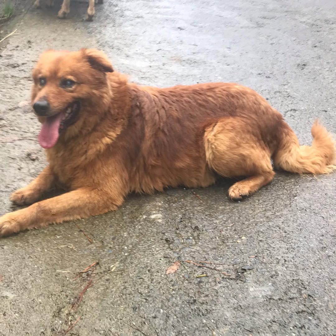 Un perro amigable, esponjoso y de color marrón dorado, con la lengua colgando, tumbado en un suelo húmedo