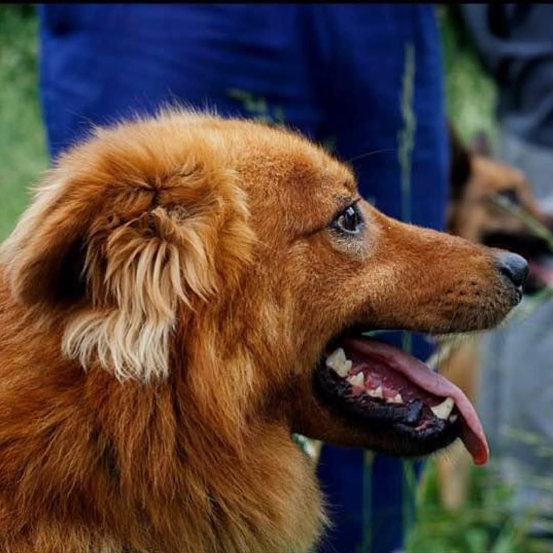 Un perro de color marrón dorado de perfil, con la boca abierta y la lengua fuera