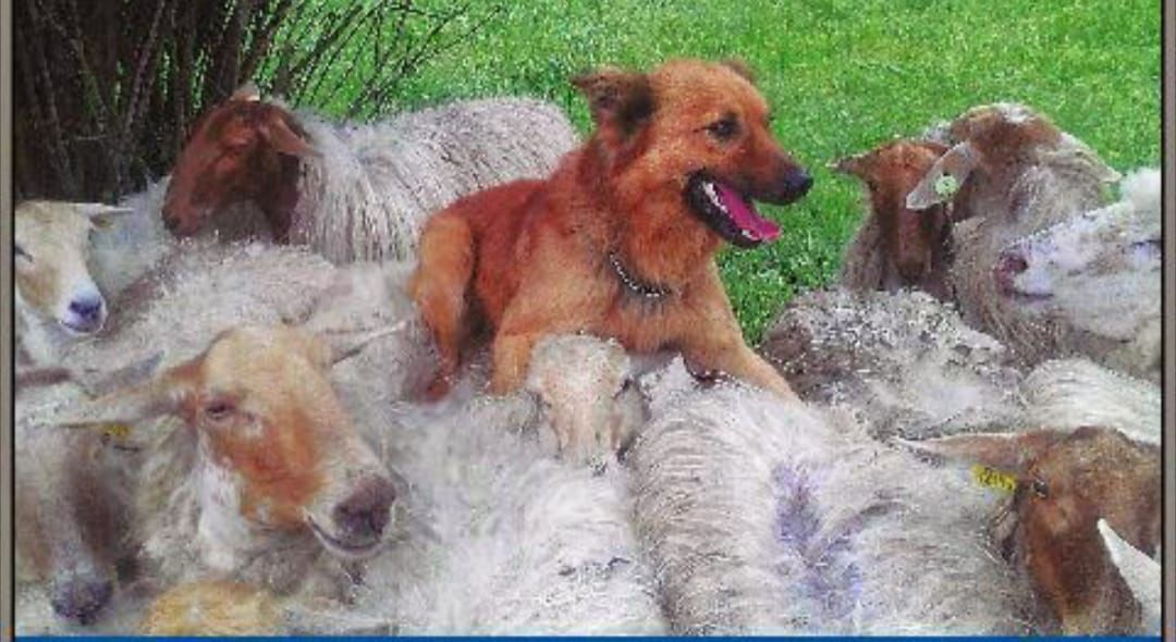 Un perro pelirrojo descansa plácidamente entre un rebaño de ovejas blancas en un campo verde y cubierto de hierba.
