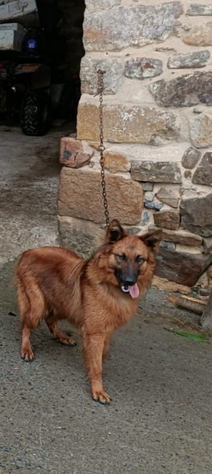 Un perro mestizo de pastor alemán, de pelo largo y color marrón rojizo, permanece de pie sobre el cemento