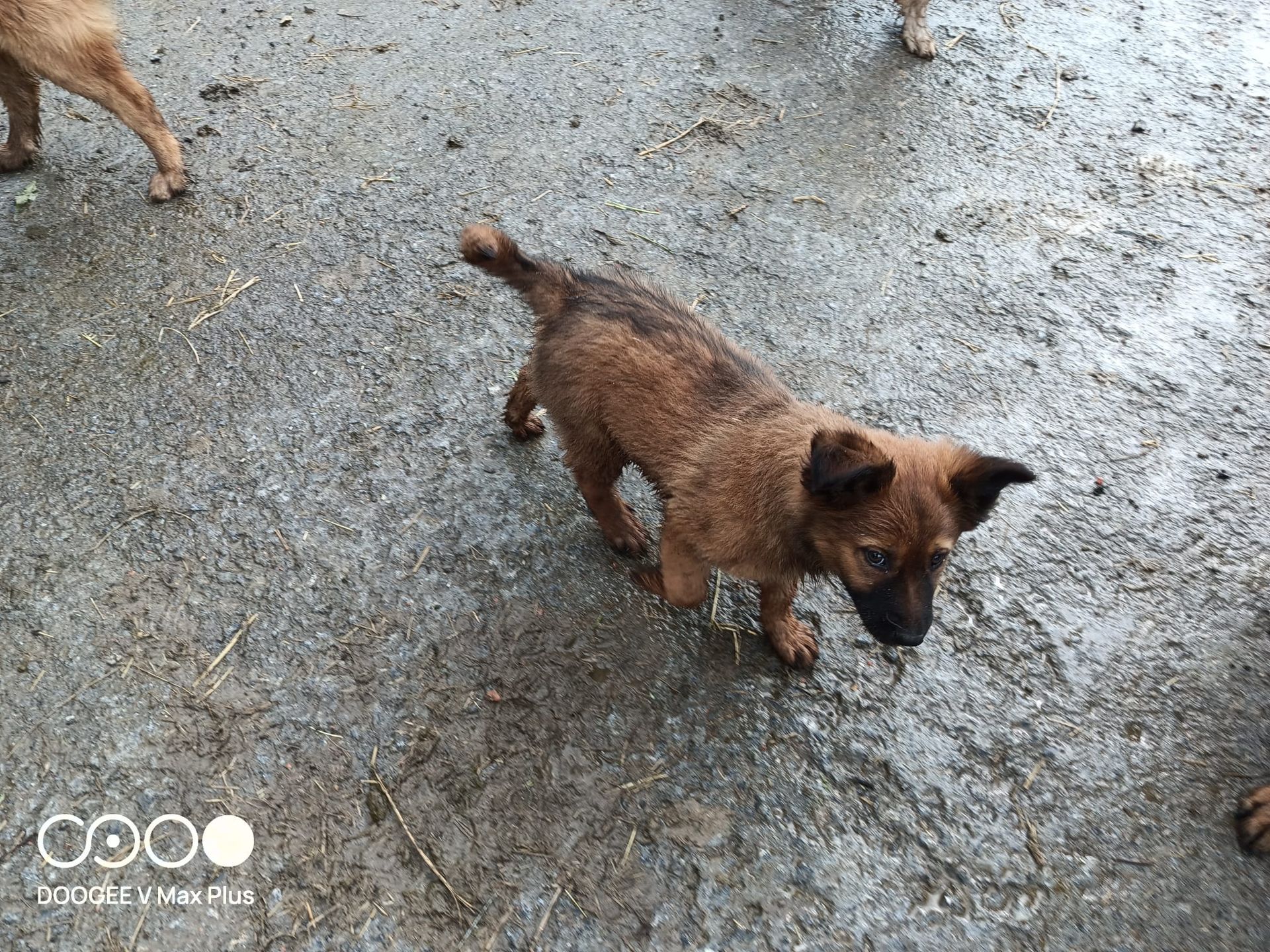 Un cachorro marrón camina sobre una superficie de hormigón gris y texturizado.