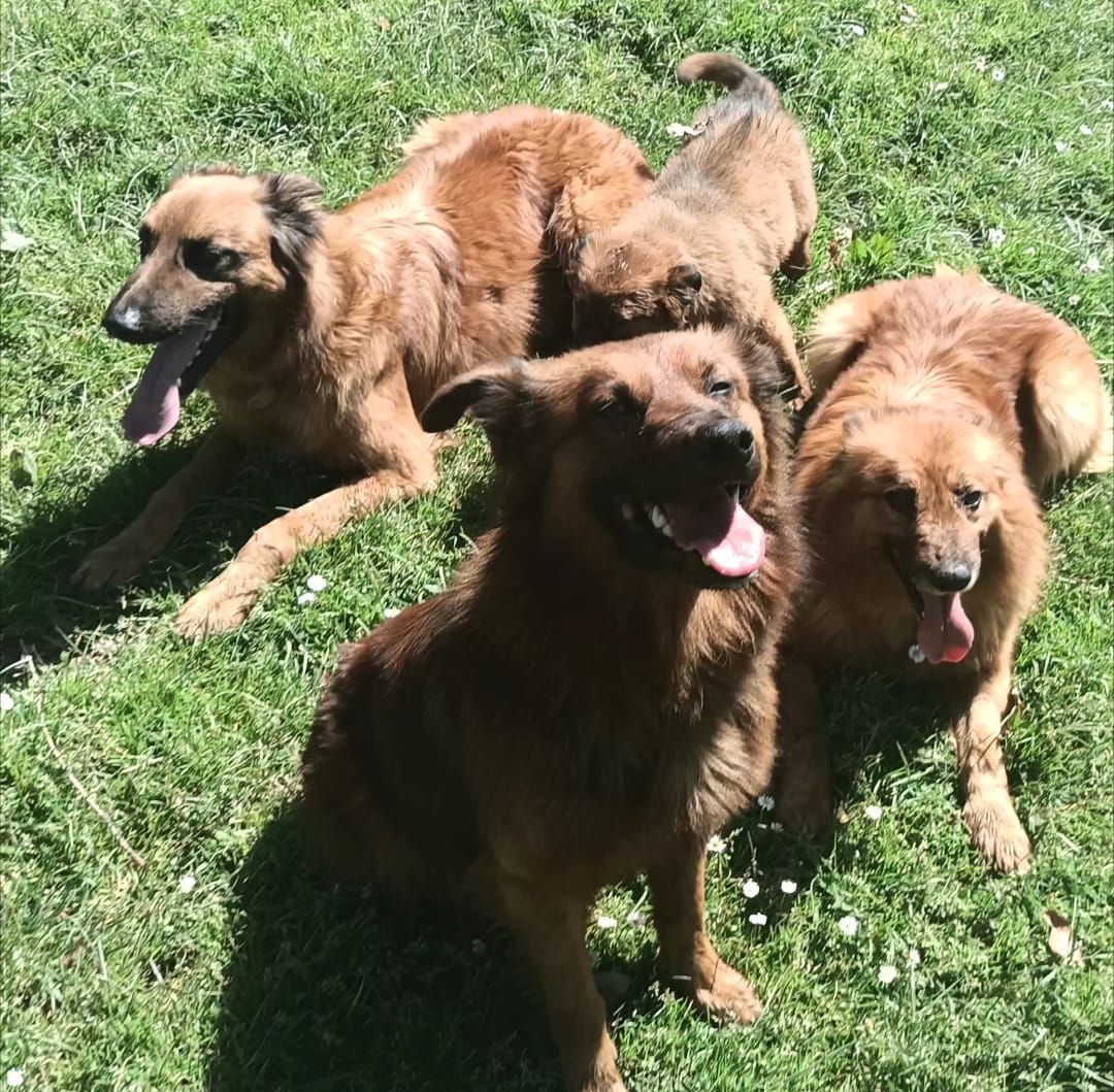 Cuatro perros de color canela están sentados y tumbados en la hierba verde