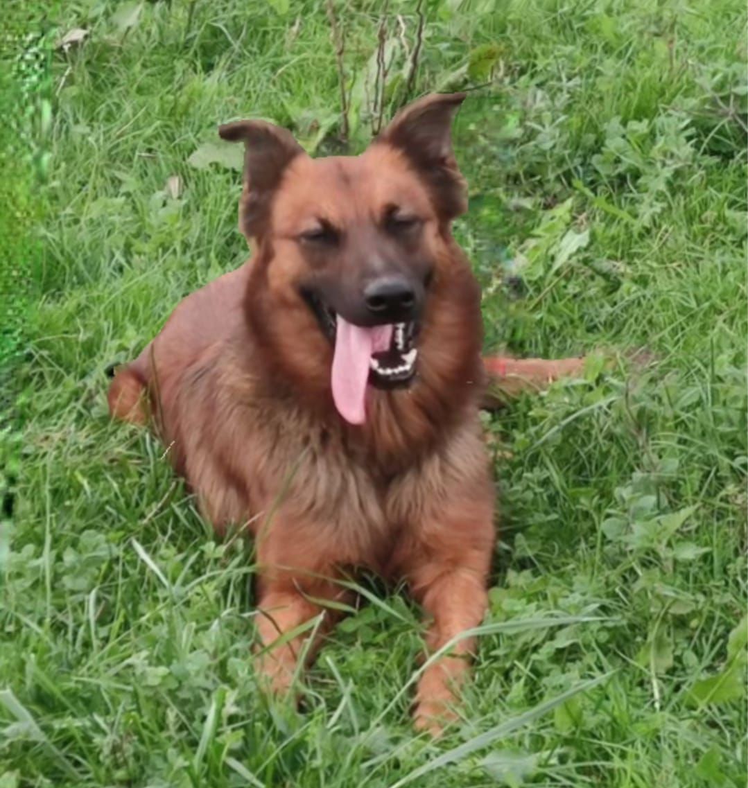 Un perro de color marrón dorado con hocico negro descansa en un campo de hierba con la lengua fuera y los ojos entrecerrados.