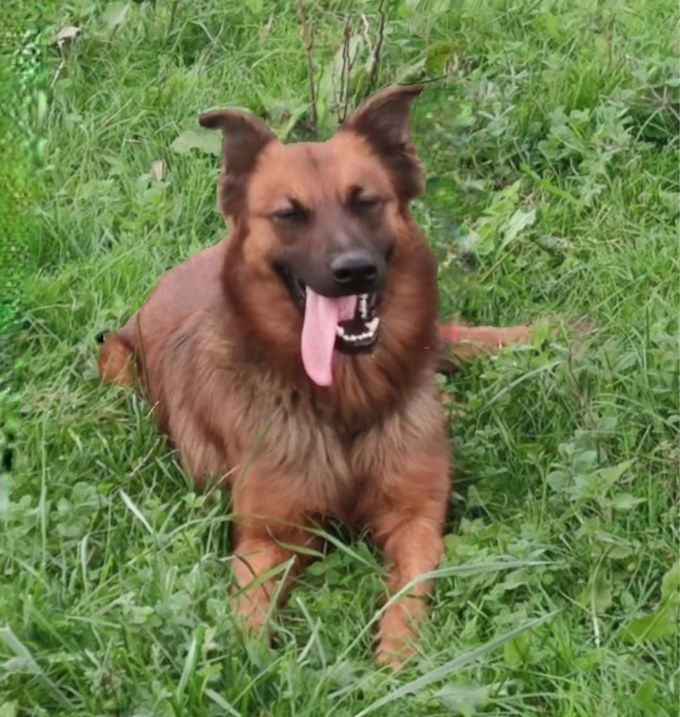 Un perro de color marrón dorado con hocico negro descansa en un campo de hierba con la lengua fuera y los ojos entrecerrados.