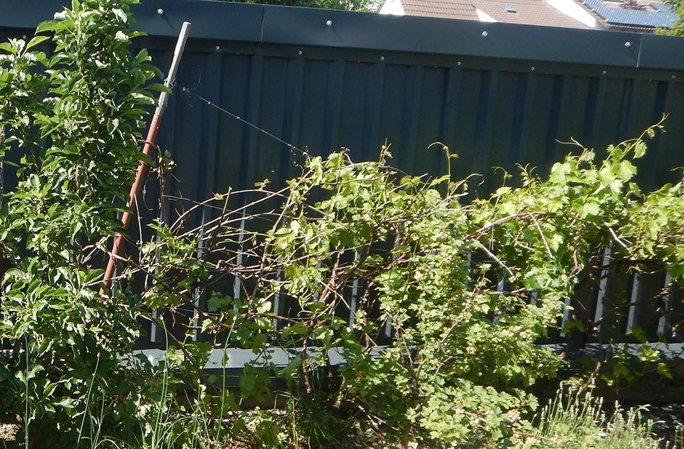 Schwarze Metallwand mit Pflanzen