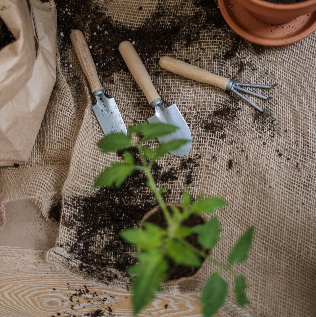Dos palas y un rastrillo están en una mesa junto a una planta en maceta.