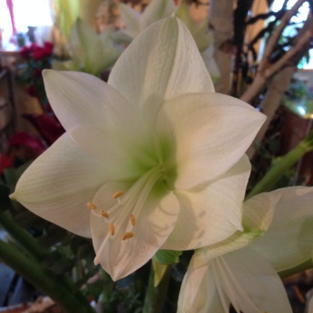 Lilie - Atelier Naturel