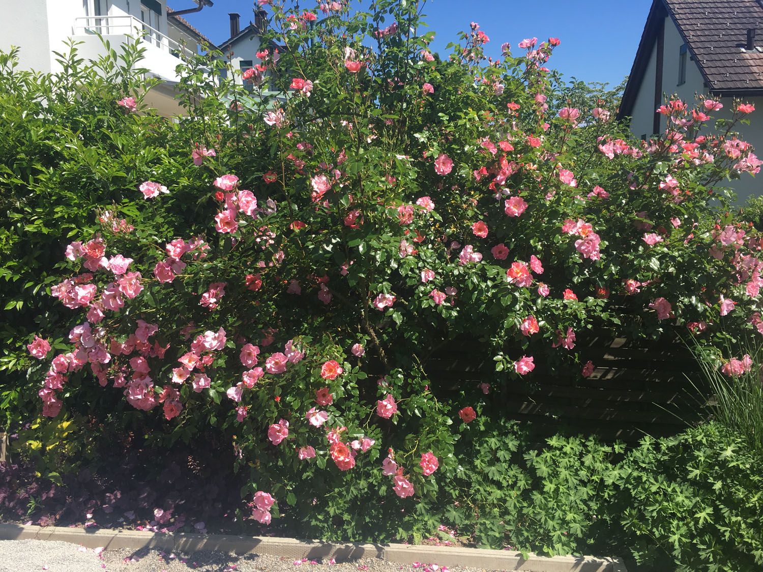 Gartenbau - t&t André Tanner Gartenbau – Pfäffikon ZH